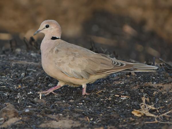 <h3><a href="/trips/gambia/biota/animalia/chordata/aves/026 columbiformes/001 columbidae/streptopelia vinacea/streptopelia vinacea-nl.html">Streptopelia&nbsp;vinacea</a> / Vinaceous&nbsp;dove / Wijntortel</h3>OM-1 Mark II met OLYMPUS M.150-400mm F4.5 TC, 1/2000 sec  bij F5.6, ISO 6400, afstand 14.3&nbsp;m